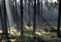Wald 2.jpg