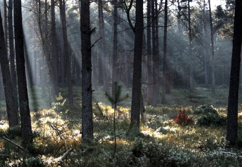 Datei:Wald 2.jpg